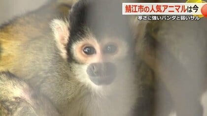 ストーブから離れられないボリビアリスザル　暖かくてつい“うとうと”　レッサーパンダはお散歩もごはんも雪上