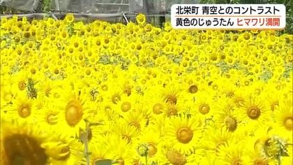 夏の青空と黄色のコントラスト…ヒマワリ数万本咲き誇る絶景　地域住民が遊休農地活用（鳥取）