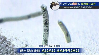 都市型水族館”の魅力…夜間営業でペンギンの寝姿をのぞき見 お酒を片手