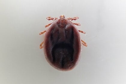 SFTSウイルスが検出された「オオトゲチマダニ」(画像提供:西海太介さん)