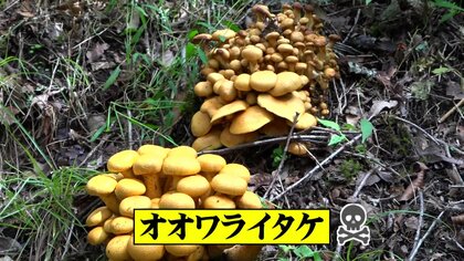野生の100種類は毒キノコ 見分け方は「今のところない」 研究歴45年の