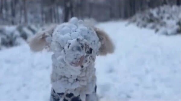 確認用　大雪ドライブ　長浜城　愛犬　玉玉　トラ 犬に雪玉ができた時の対処法は？予防法も解説 | Pet Island【ペット その他