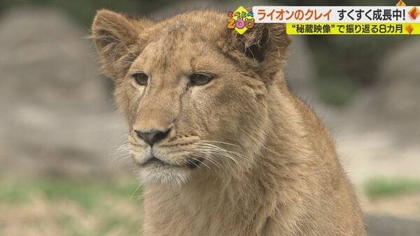 秘蔵映像”で振り返るライオン「クレイ」の成長 けが乗り越え園の人気者