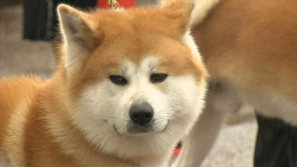 富山に36頭の秋田犬が集結！「秋田犬らしさ」を競う展覧会で地元犬