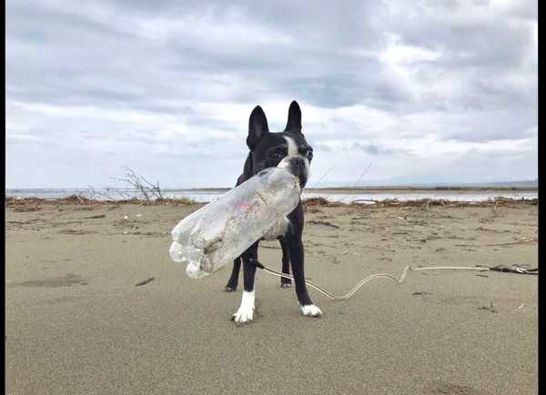 拾ったペットボトルは3000本超 高知の海岸でプラごみ お掃除犬 が活躍中