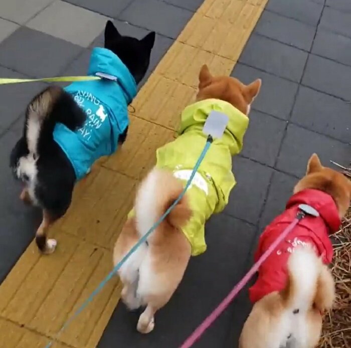散歩中はフードなし!