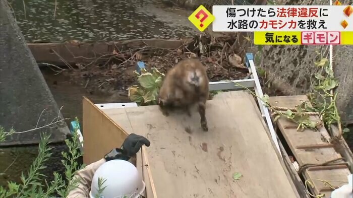 スロープを上がる子どものカモシカ