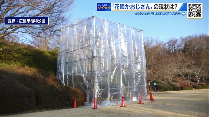 ビニールで覆われたサクラの木（提供：広島市植物公園）
