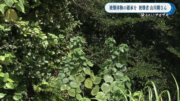 防空壕は木々に覆われ見えない