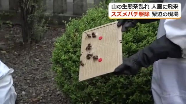 飛び回るハチは粘着シートで捕獲する
