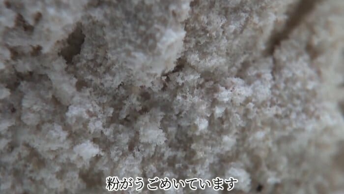 1カ月後には無数のダニが…(画像:日革研究所公式YouTube動画より)