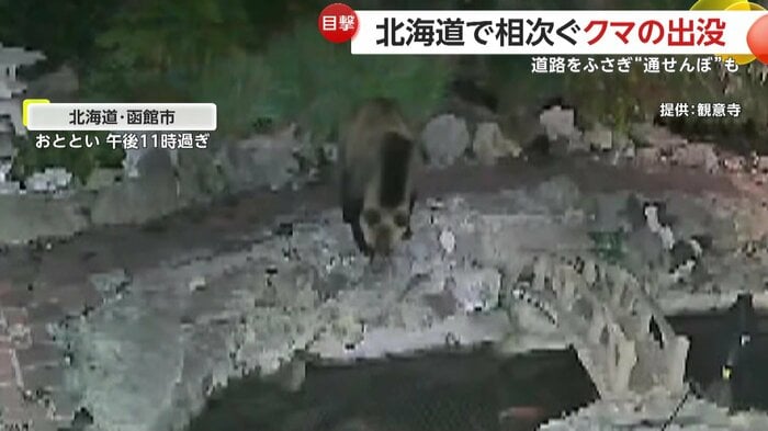 寺の池を見つめるクマ