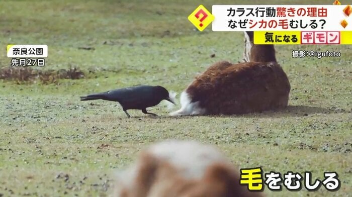 毛をむしる…しかもお尻の毛!