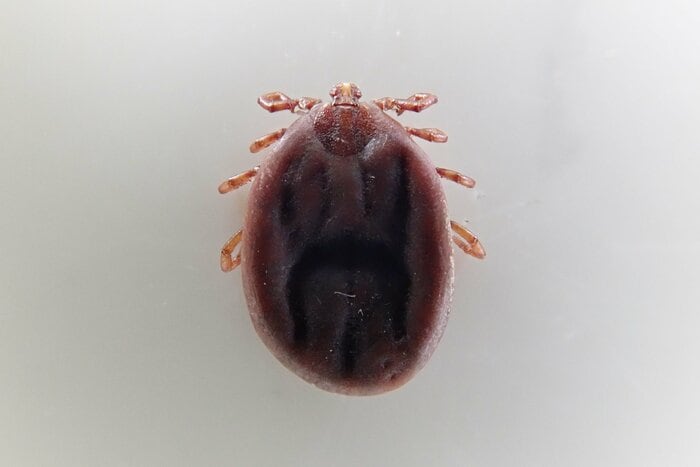 SFTSウイルスが検出された「オオトゲチマダニ」(画像提供:西海太介さん)