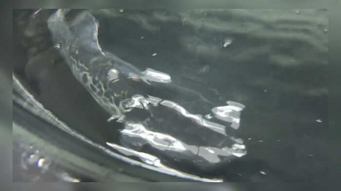 金沢大学は能登町でトラフグの養殖を研究中