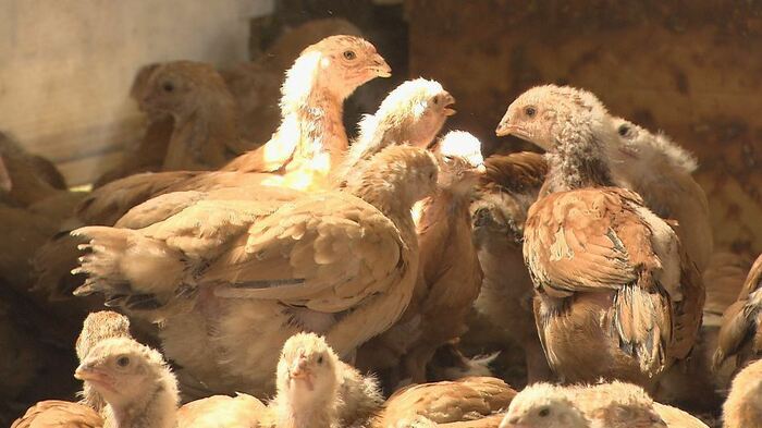 ※鳥インフルエンザ警戒のため県保健所の職員が撮影