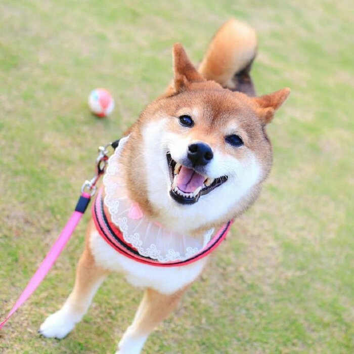 笑顔がかわいい日向ちゃん