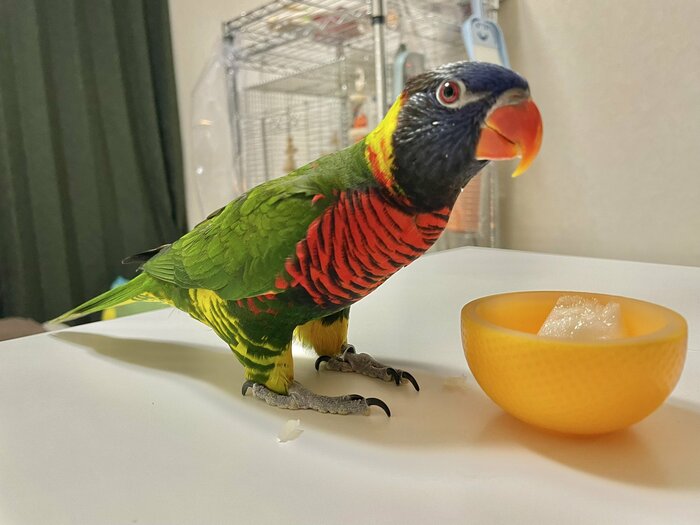 鮮やかな羽がきれいなブルブルくん