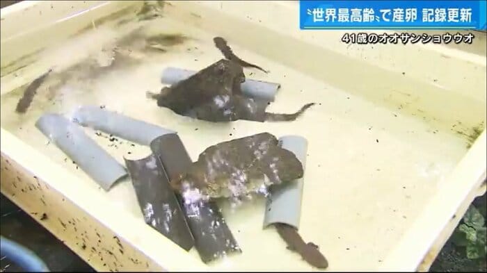 オオサンショウウオのイガグリが2020年に生んだ子供たち