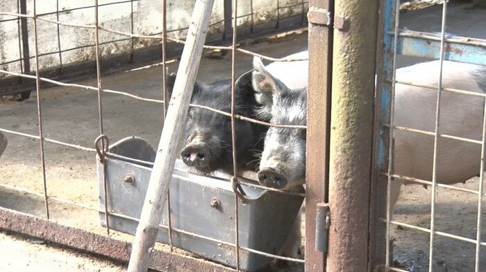 農場では品評会に出す豚も飼育していた