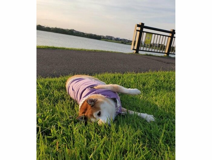 提供:柴犬ななさん