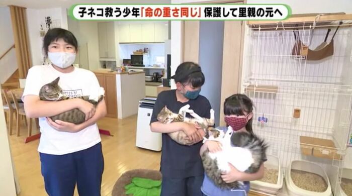 3匹のネコを譲り受けた里親家庭