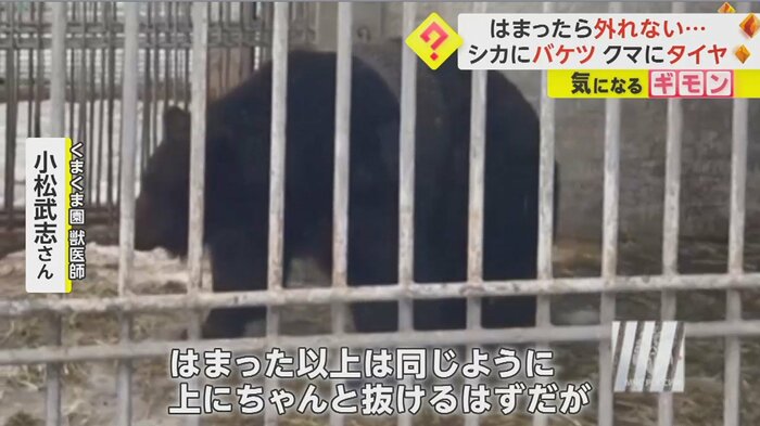 「体は柔らかい」というクマ