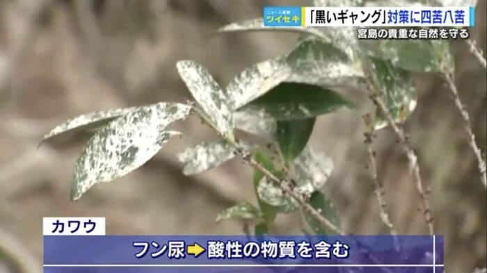 葉の表面を覆って光合成や呼吸を妨げるカワウのフン尿