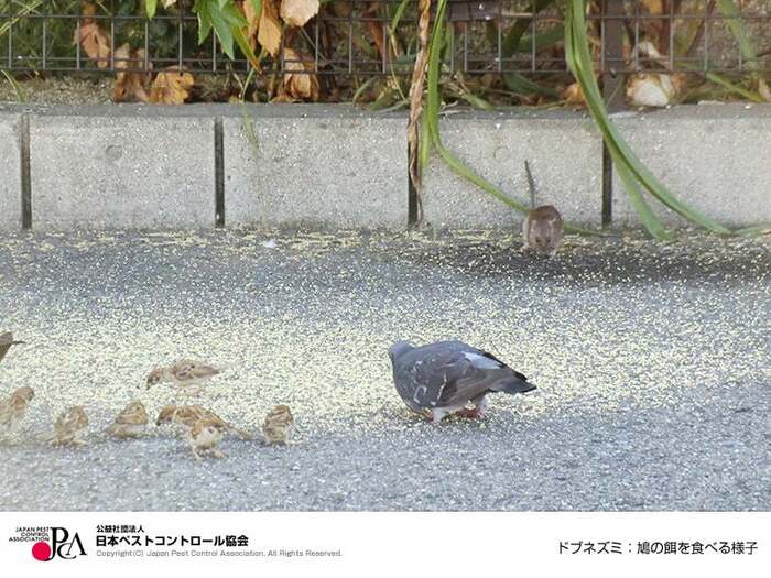 ハトの餌を食べるドブネズミ（日本ペストコントロール協会）