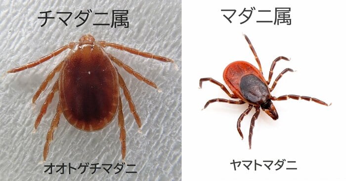 被害に遭いやすいチマダニ属、マダニ属(画像提供:西海太介さん)