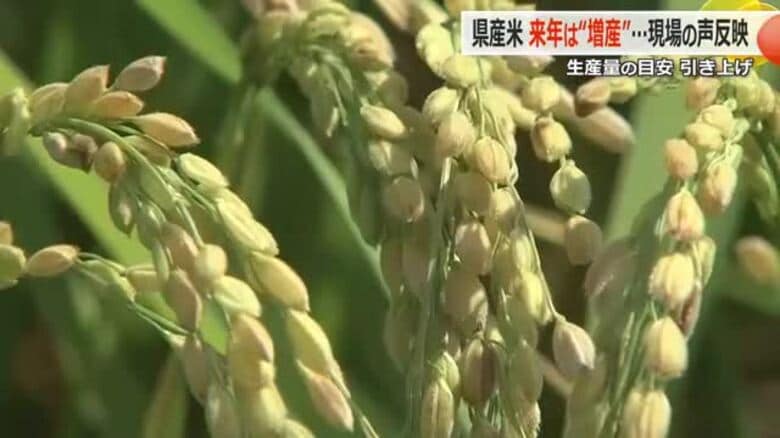 来年もコメ増産へ　「販売増加が見込まれる」現場の声受け　生産目安を3200トン増の12万トンに　福井県農業再生協議会｜FNNプライムオンライン