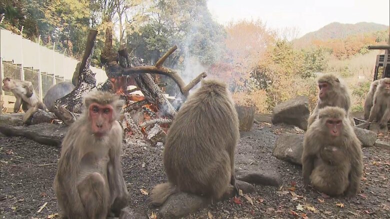 ホクホクの焼き芋を池で冷まして頬張る姿も…冬の風物詩「たき火にあたるサル」21日から一般公開｜FNNプライムオンライン