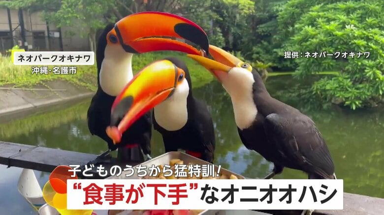 くちばしにエサが刺さってしまい…「下手すぎ」食事に苦戦するオニオオハシの子ども　沖縄・名護市「ネオパークオキナワ」｜FNNプライムオンライン