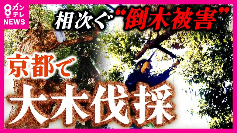 高度成長期に植えられた老木 倒木被害が全国で1日14本 街のシンボル“巨大クスノキ”の最期|FNNプライムオンライン