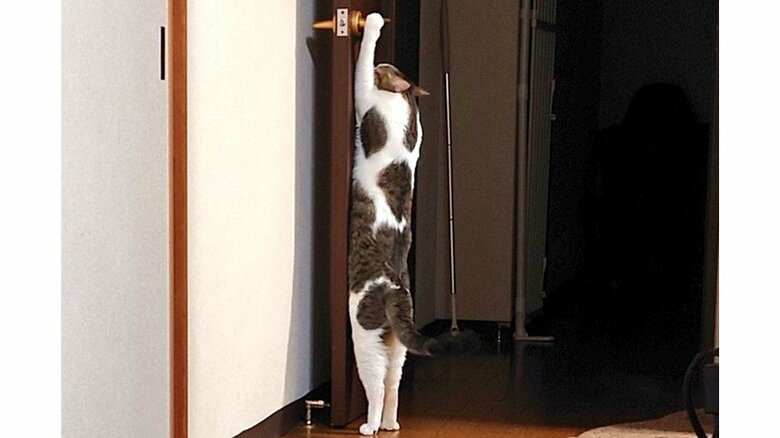 「その操作は覚えなくて良いんだよ」ドアの開け方に気づいた元保護猫がじわる…“猫あるある”の対処法を獣医師に聞いた｜FNNプライムオンライン