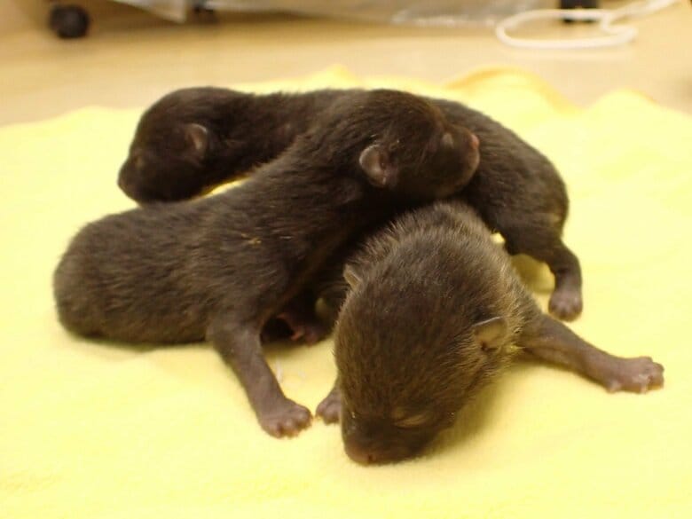 子猫と勘違い？タヌキの赤ちゃんの“誤認保護”が増加「そのままにして」…注意喚起した神奈川県自然環境保全センターに聞いた｜FNNプライムオンライン