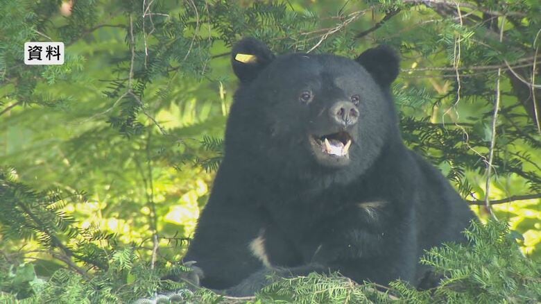 「家の中が血の海」クマに襲われ3人重軽傷　ガラス戸を割り侵入、2階に上がり…「黒い物体がいた」緊迫の状況を被害者が語る｜FNNプライムオンライン