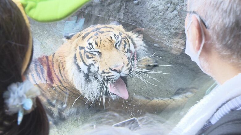 絶滅危惧種スマトラトラが目の前に…東山動植物園に「アジアの熱帯雨林エリア」オランウータン舎には15mのタワーも｜FNNプライムオンライン
