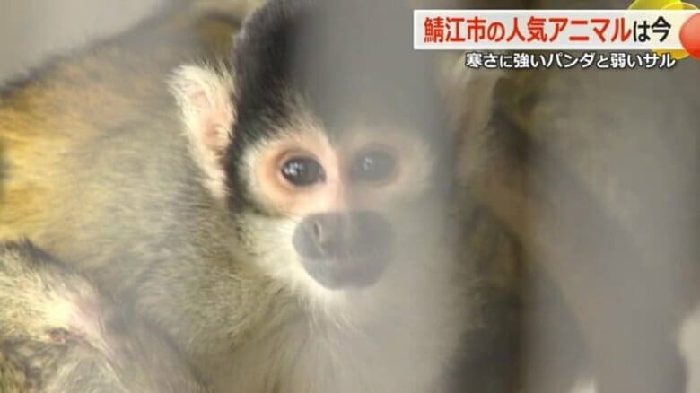 ストーブから離れられないボリビアリスザル　暖かくてつい“うとうと”　レッサーパンダはお散歩もごはんも雪上｜FNNプライムオンライン