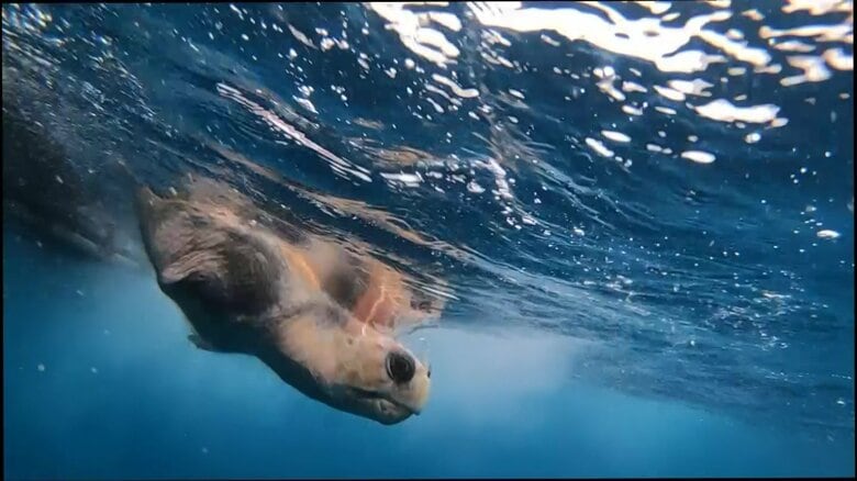 片足失ったウミガメ　リハビリ経てついに海へ…保護から旅立ちまでの1年　海洋ごみ対策も発展【島根発】｜FNNプライムオンライン