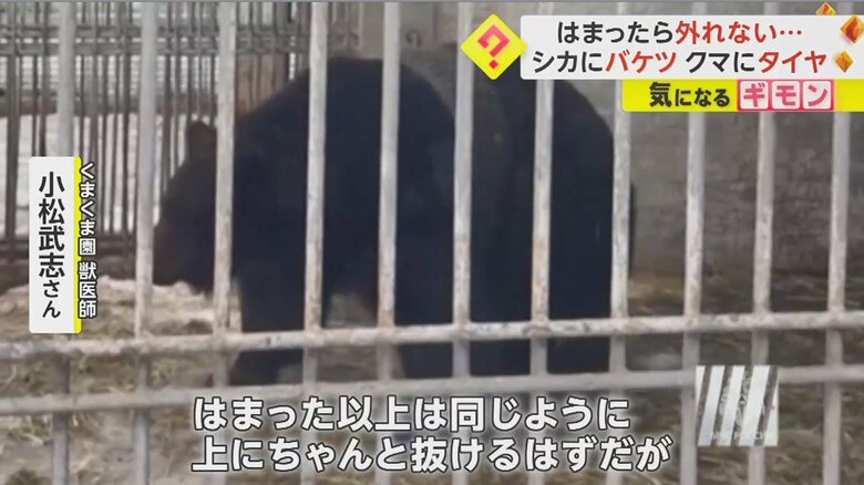 「体は柔らかい」というクマ