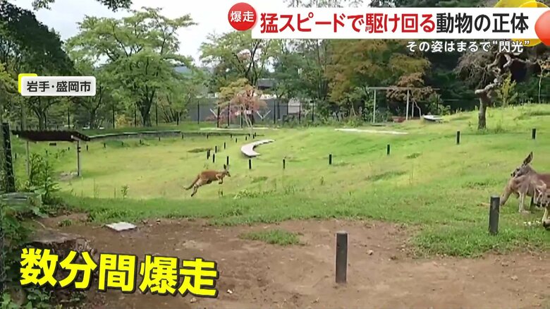 数分間ランニングを見せたカンガルー（映像提供：盛岡市動物公園ZOOMO）