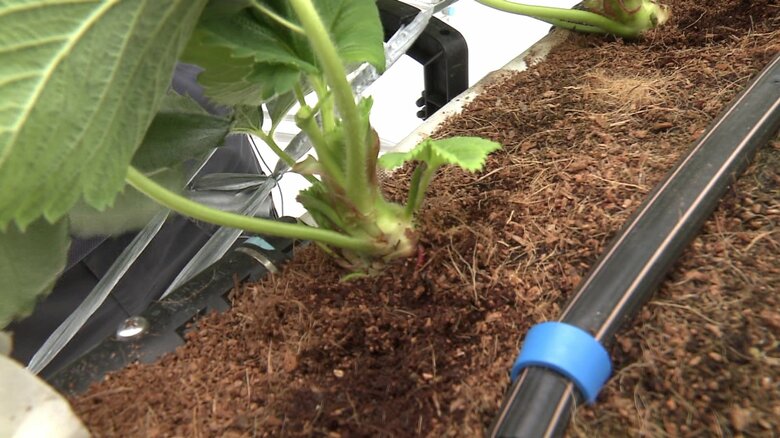 クラウンと呼ばれる親株の株元の太さが親指くらいになると生育良好の目安