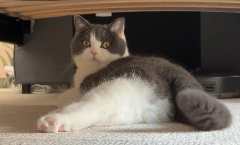 後ろ脚だけでなく、たくさんの魅力でいっぱい