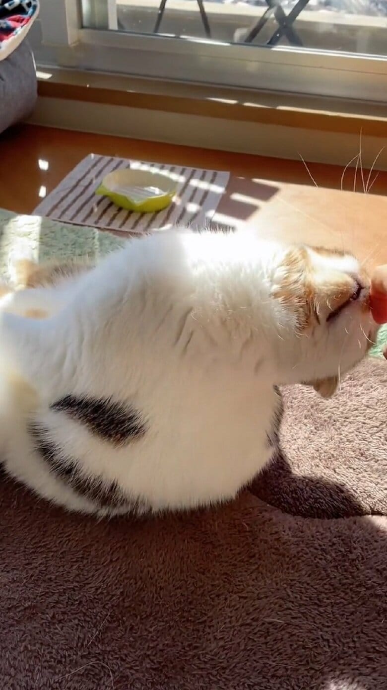 クンクン続けるが…