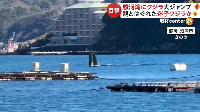 駿河湾に出現したクジラの姿（2）