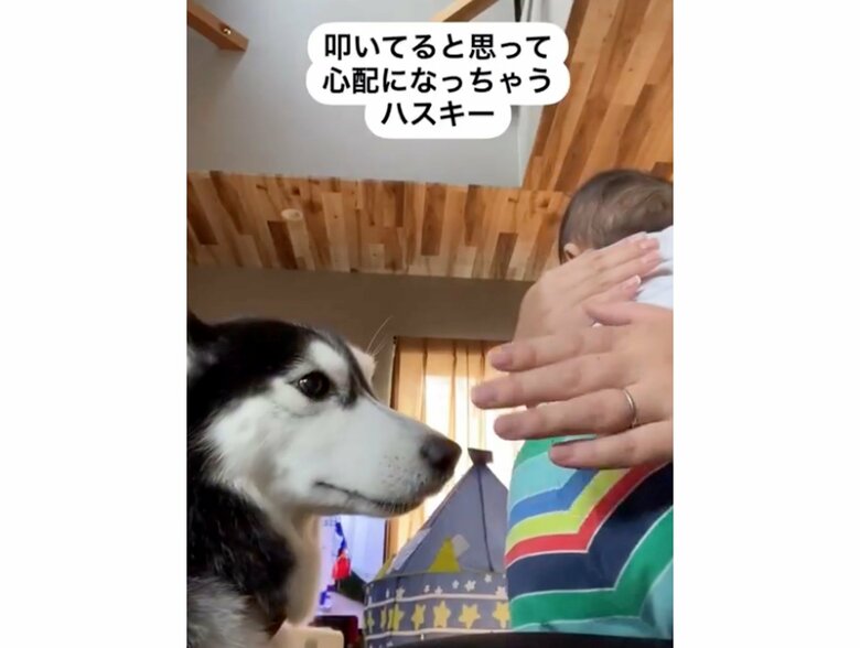 トントンする手をジッと見つめている（提供：akariさん）