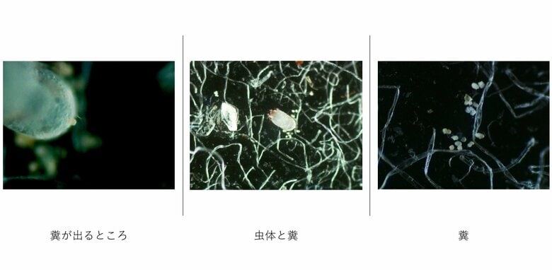 布団類にダニの糞がたまっているかも（提供：白井さん）