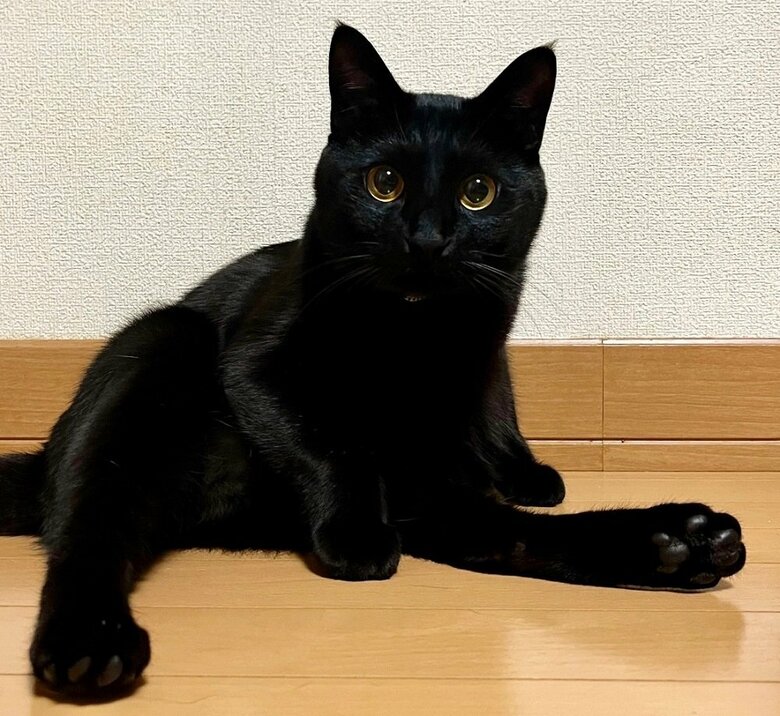 だらーんとした体勢でどこか気だるげな様子