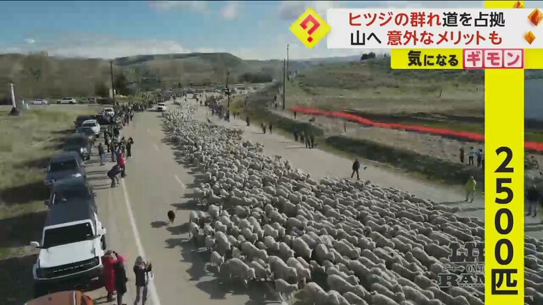 ヒツジが群れをなして道路を進む